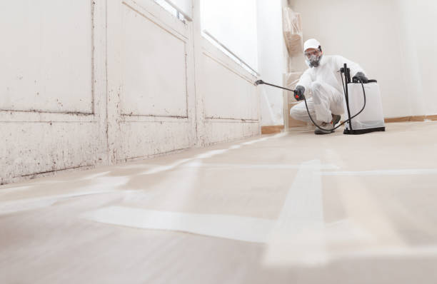 Black mold remediation team in Evanston